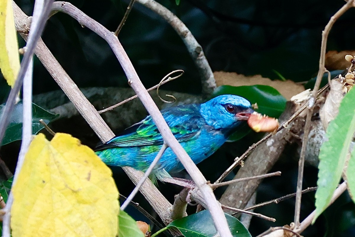 Blue Dacnis - ML631860741