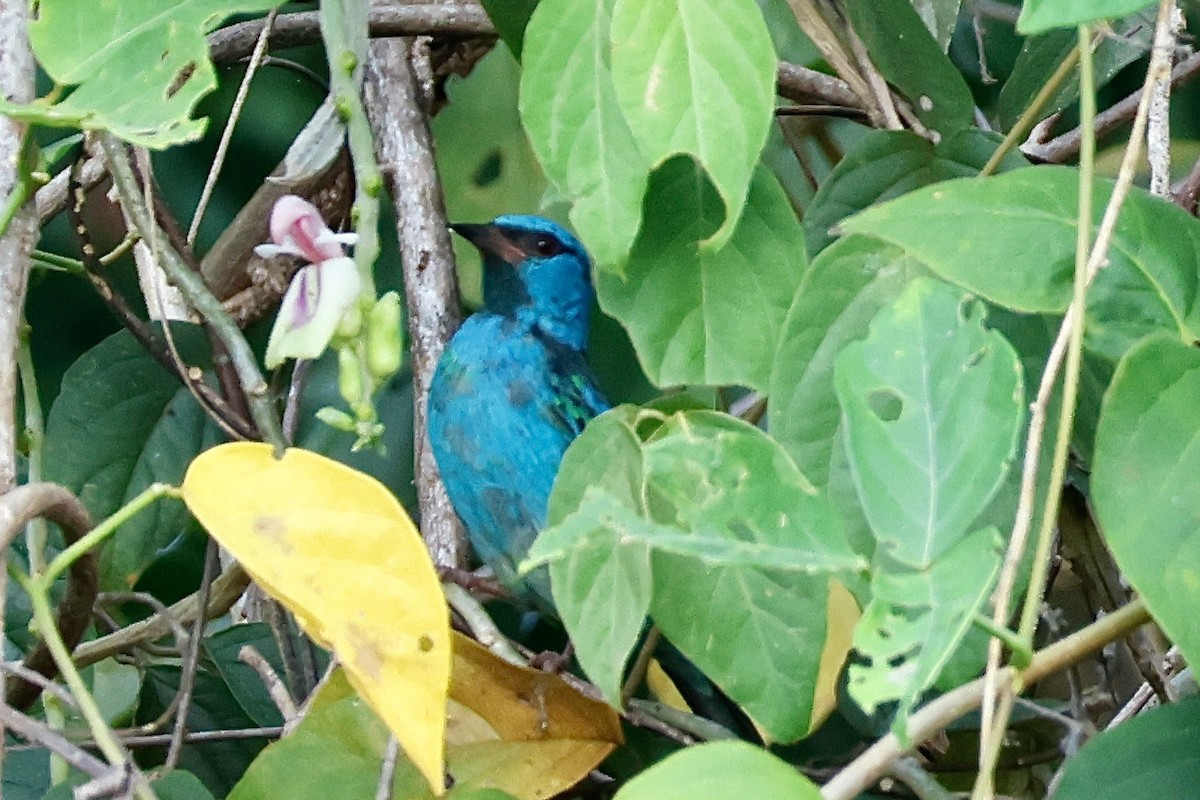 Blue Dacnis - ML631860742