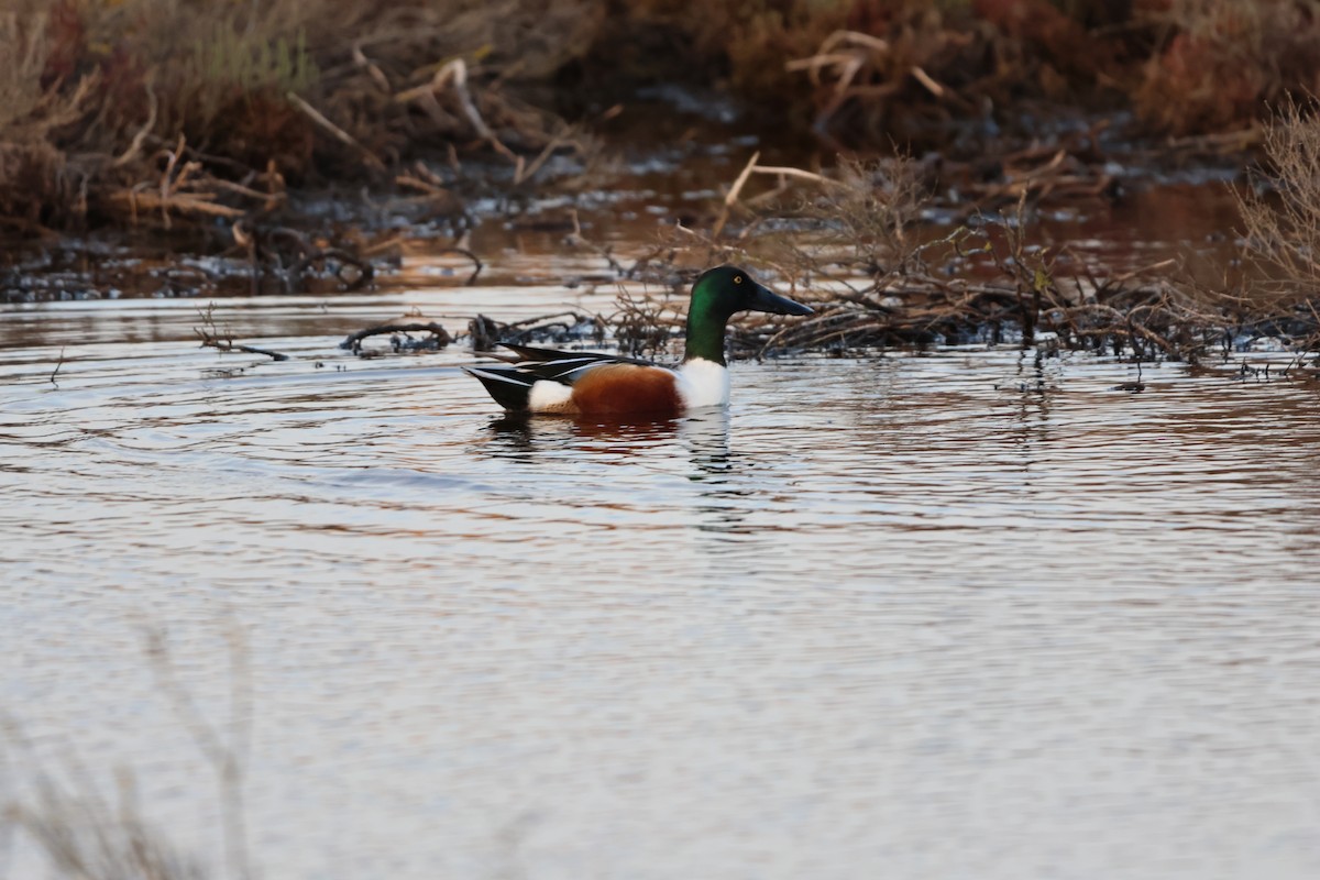 Northern Shoveler - ML631860847