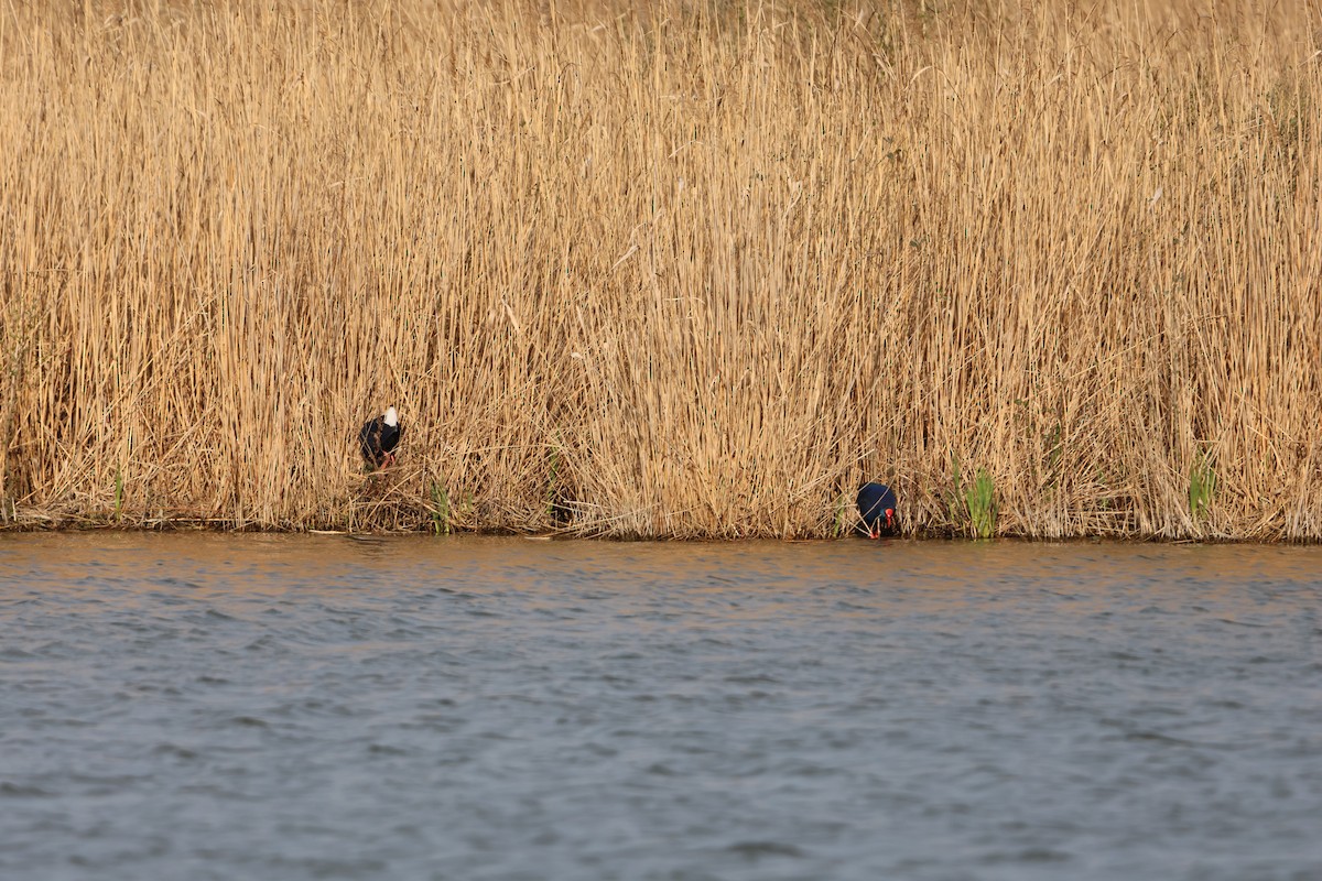 Western Swamphen - ML631860860