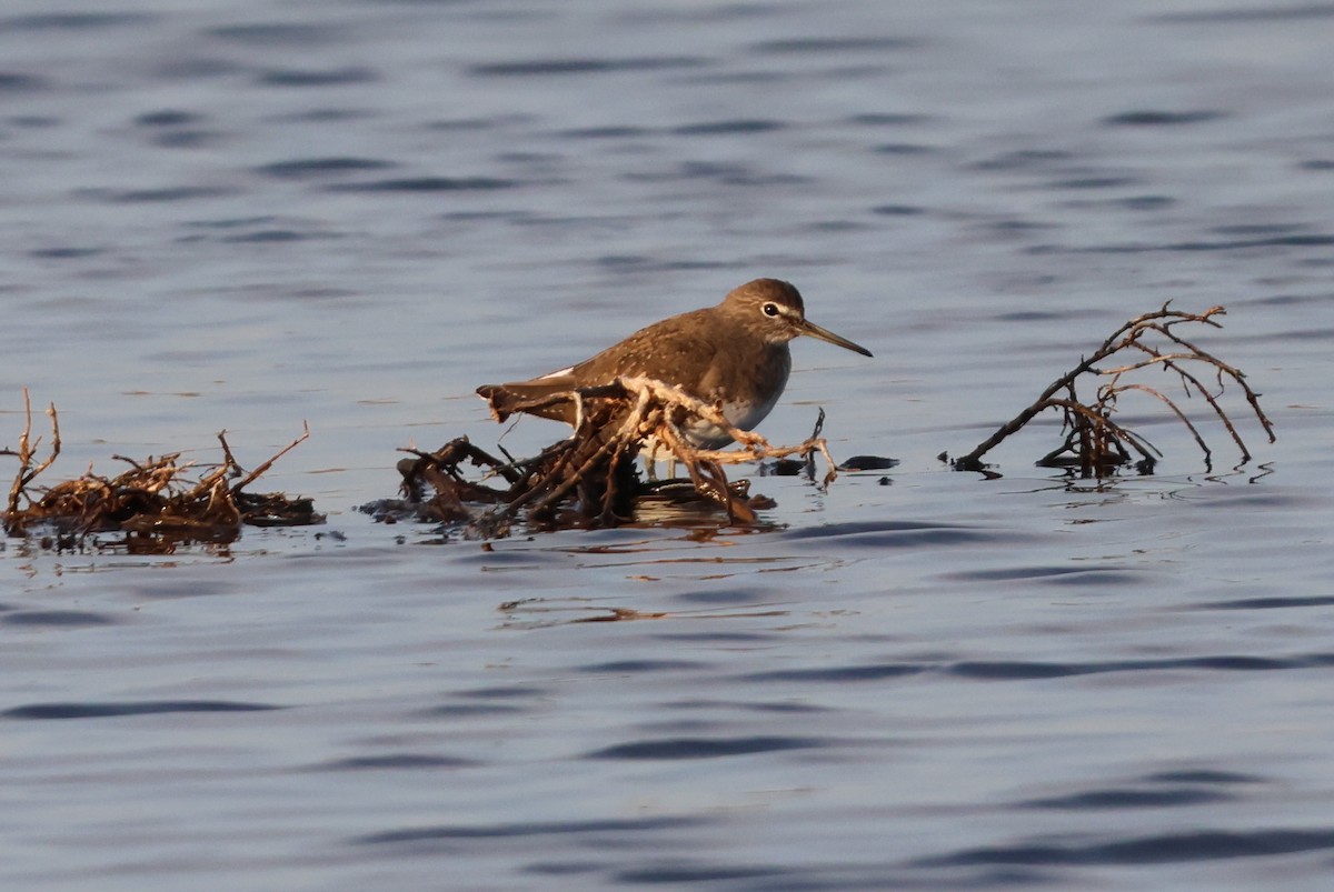 Green Sandpiper - ML631860878
