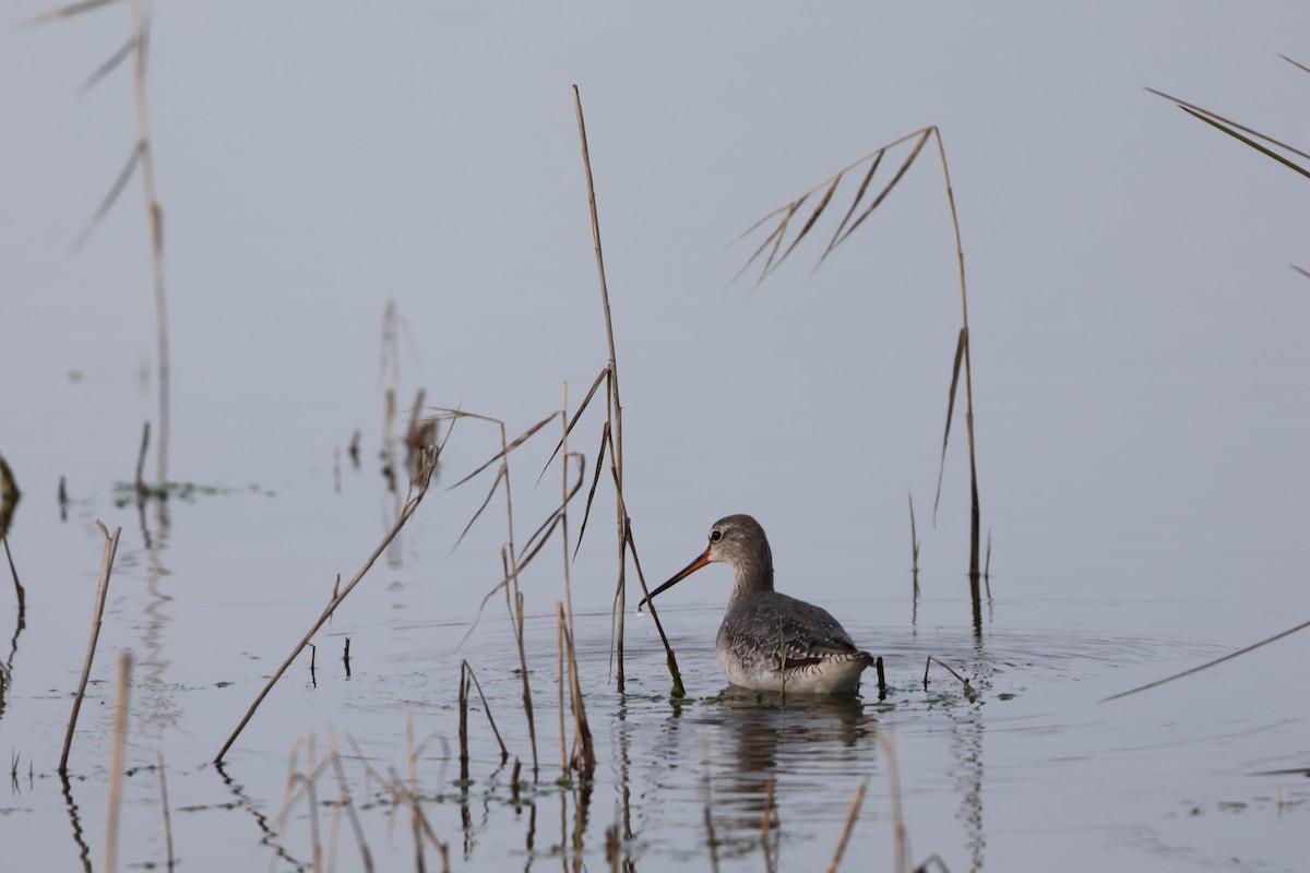 Spotted Redshank - ML631860880