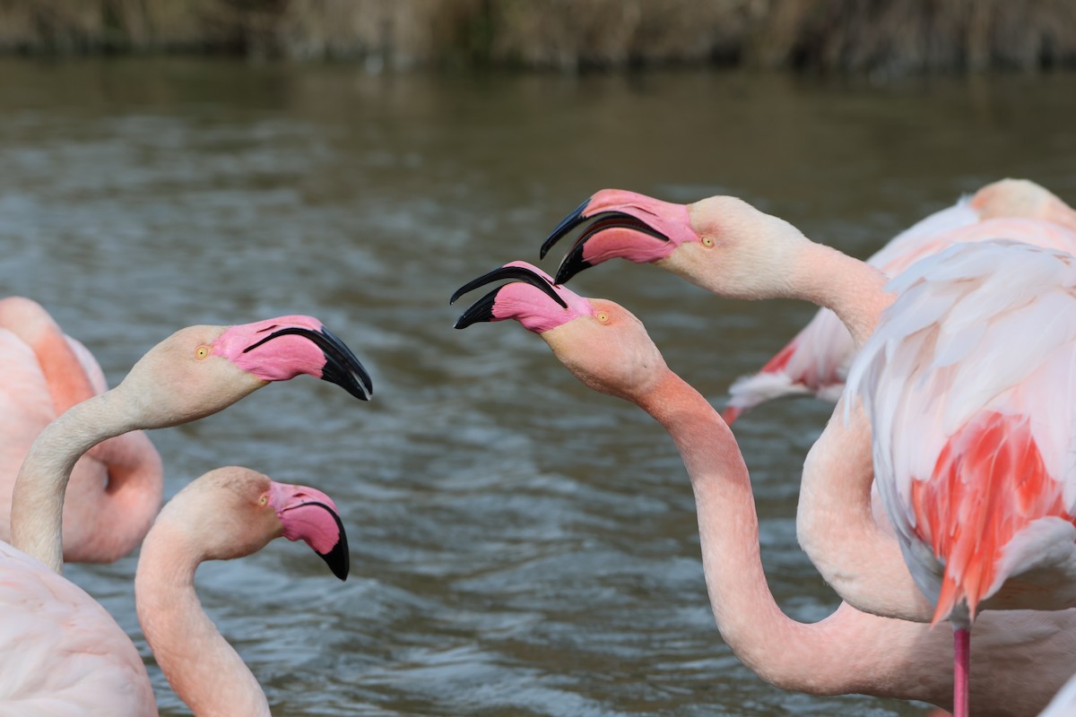 Greater Flamingo - ML631860885