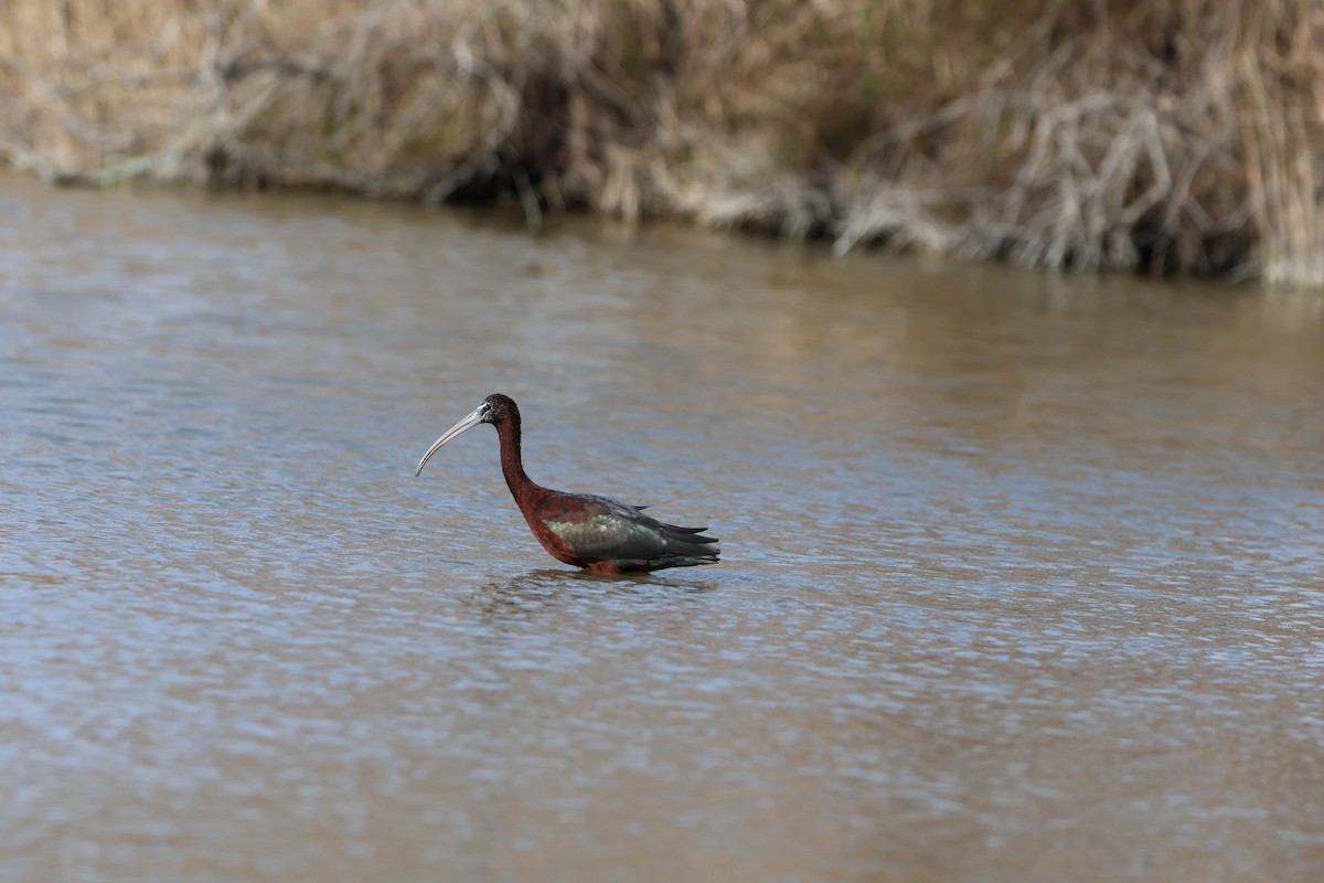 Glossy Ibis - ML631860886