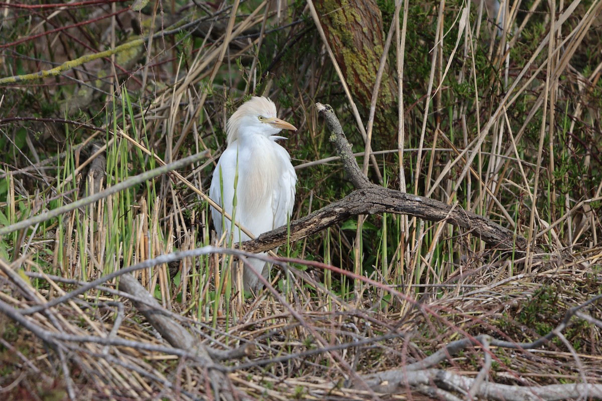 Western Cattle-Egret - ML631860889