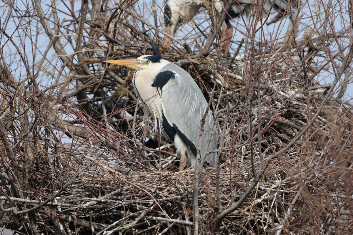 Gray Heron - ML631860902