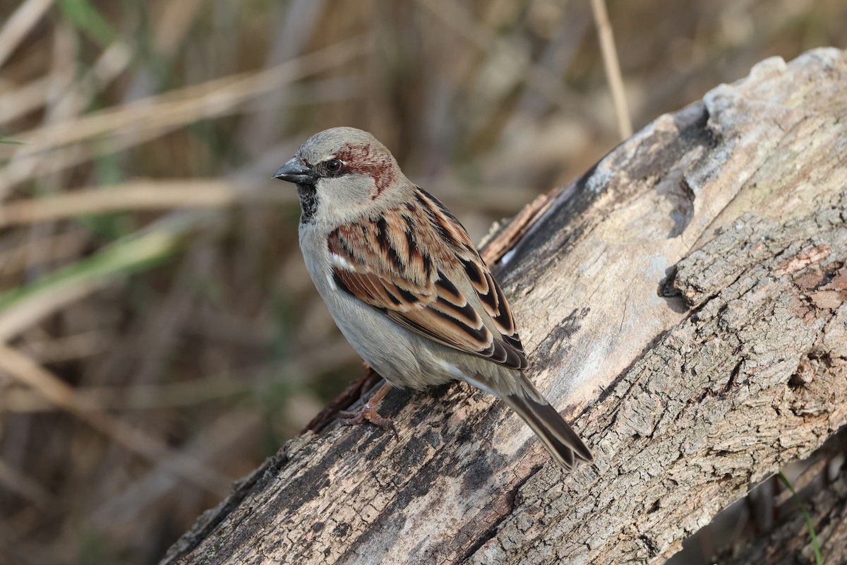 House Sparrow - ML631860920