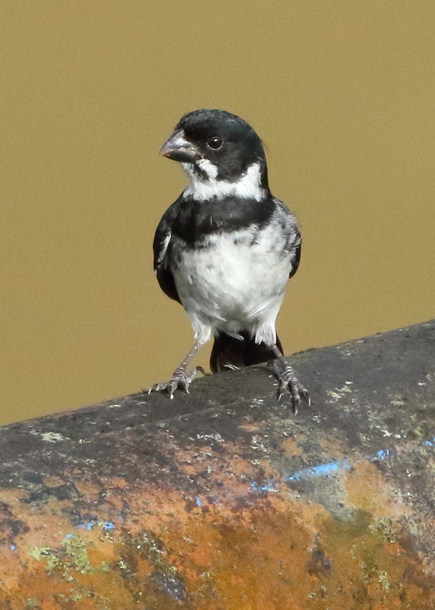 Variable Seedeater - ML631861028