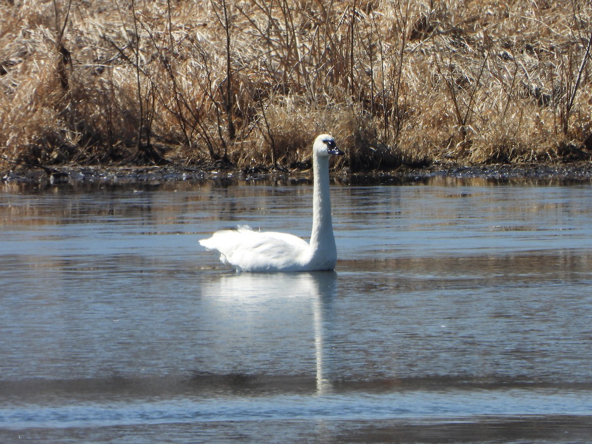 Tundra Swan - ML631861167