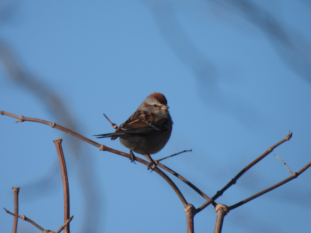 American Tree Sparrow - ML631861188