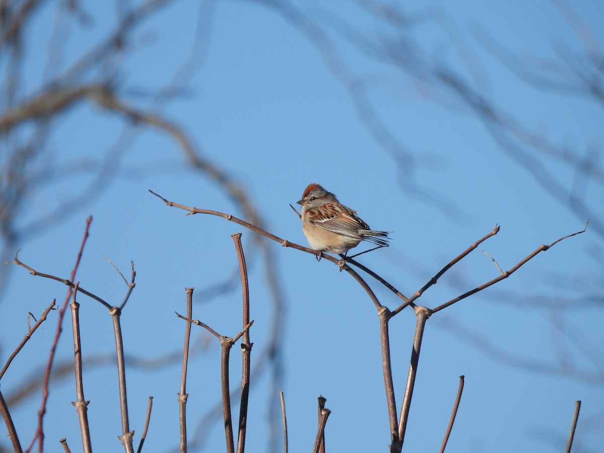 American Tree Sparrow - ML631861189