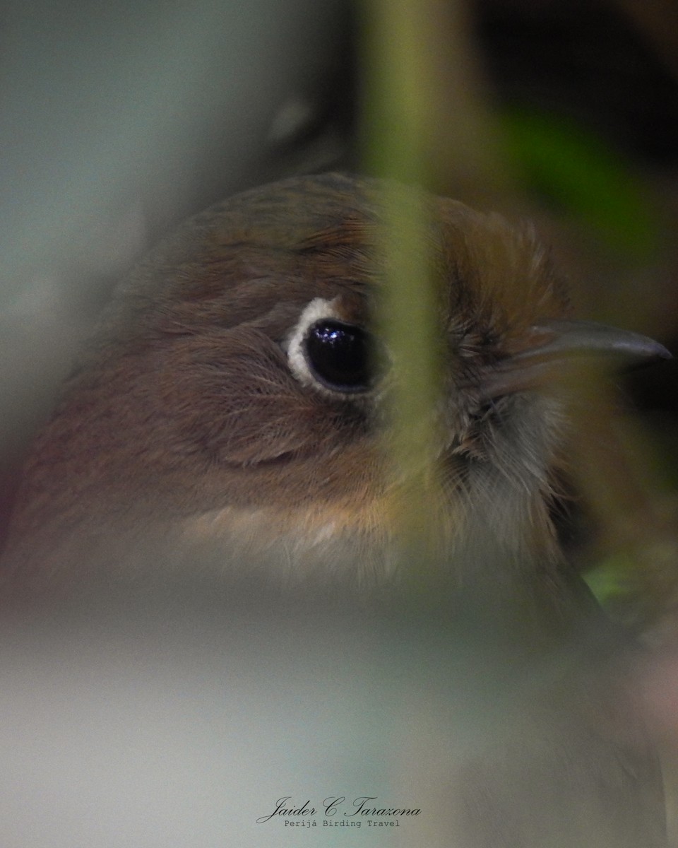 Perija Antpitta - ML631861209