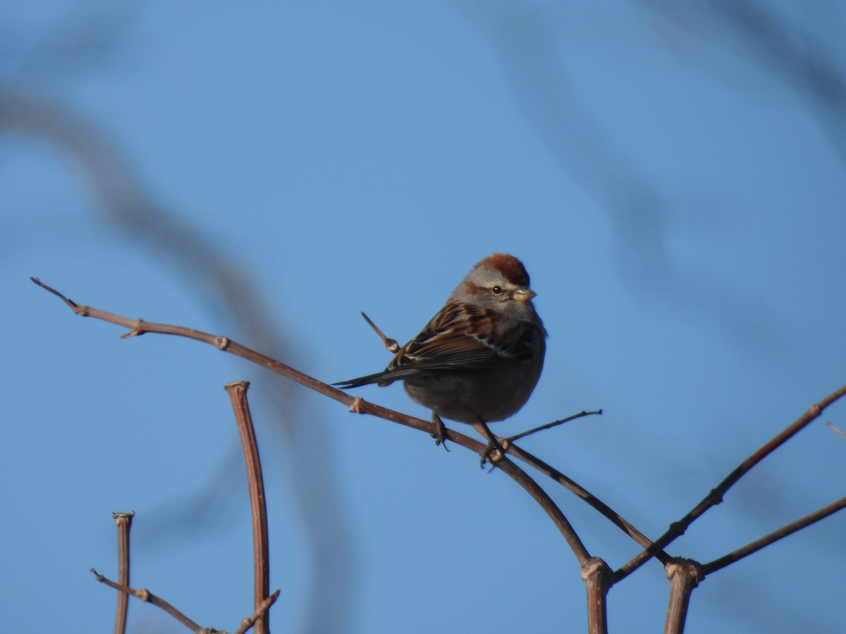 American Tree Sparrow - ML631861223
