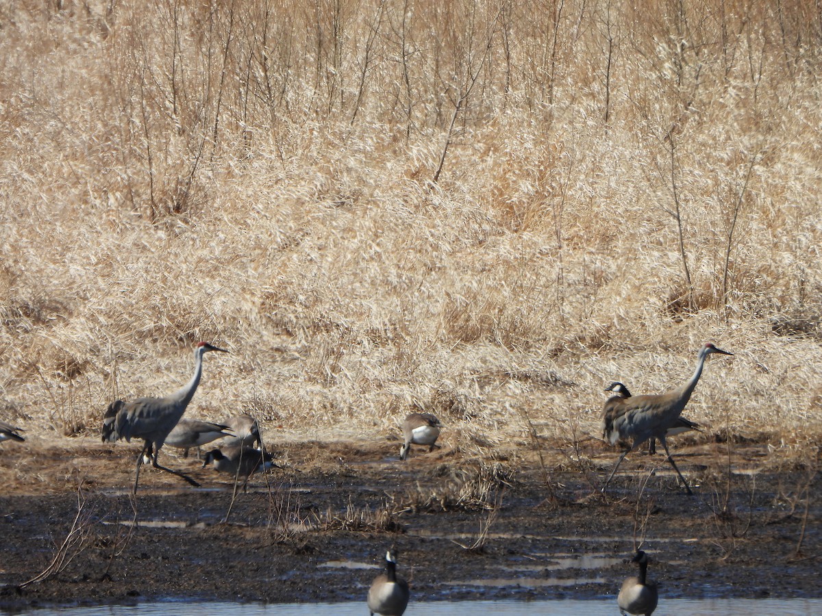 Sandhill Crane - ML631861236