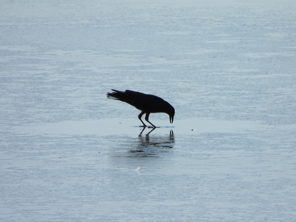 American Crow - ML631861286