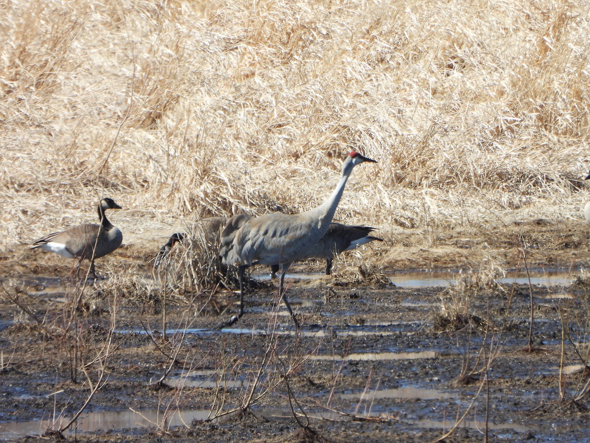Sandhill Crane - ML631861304