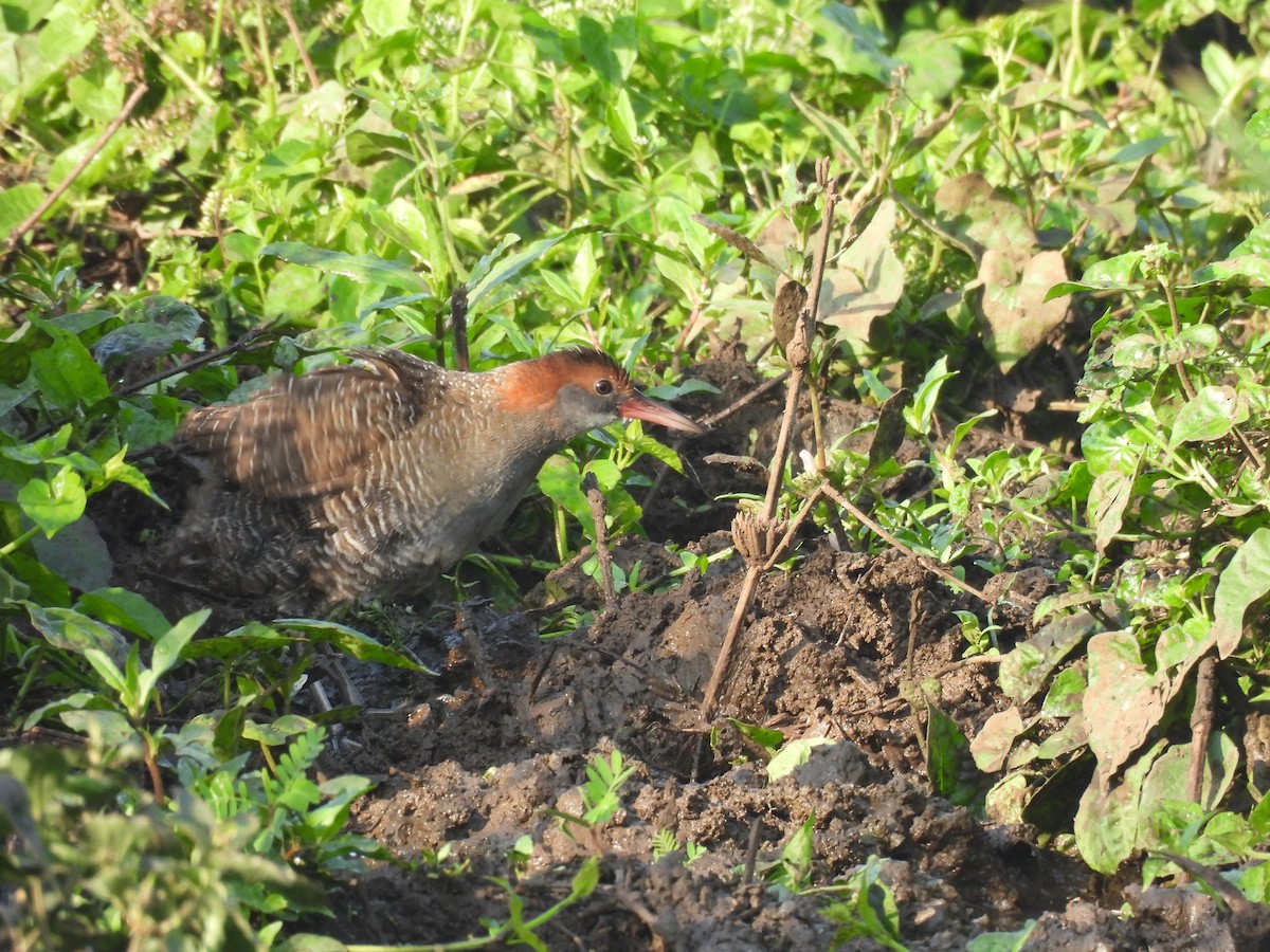 Slaty-breasted Rail - ML631861313