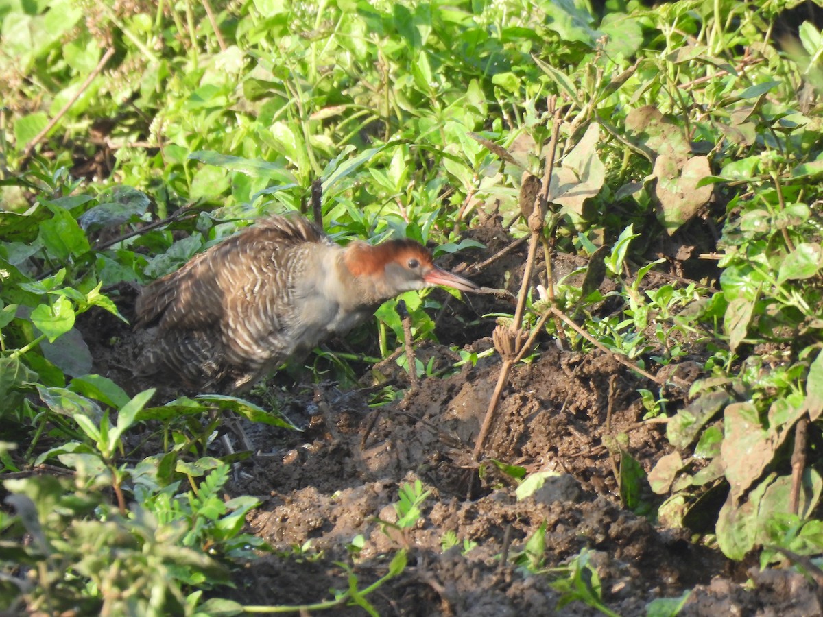Slaty-breasted Rail - ML631861314