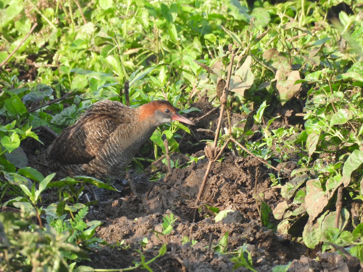 Slaty-breasted Rail - ML631861315