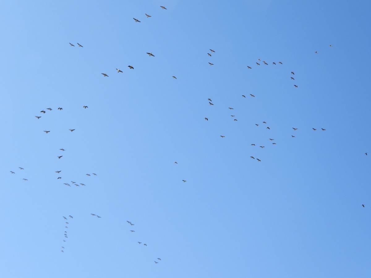 Canada Goose - ML631861336