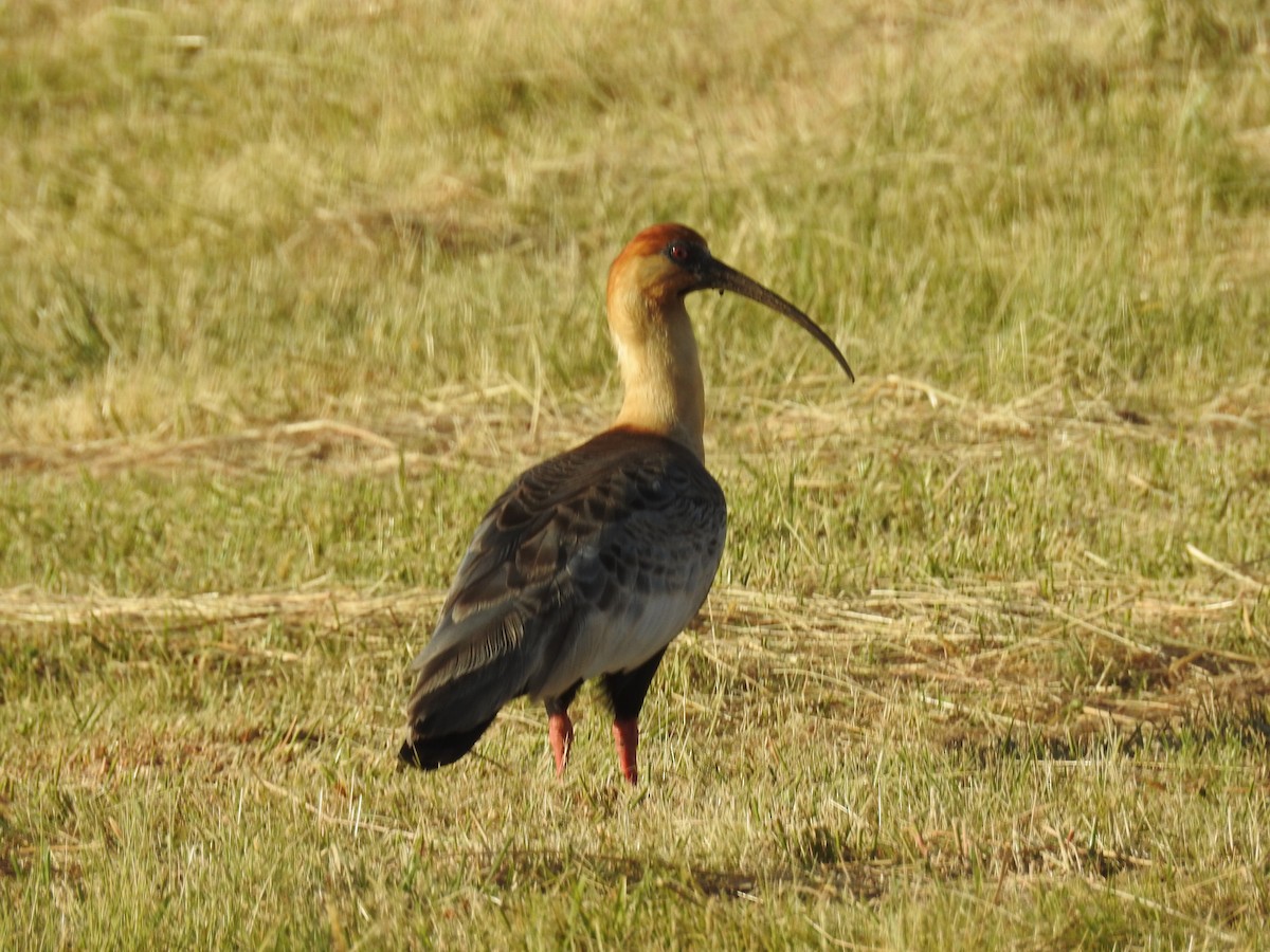 Black-faced Ibis - ML631861783