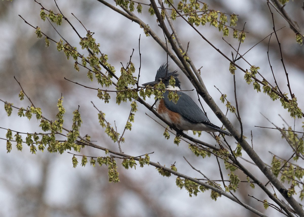 Belted Kingfisher - ML631861852