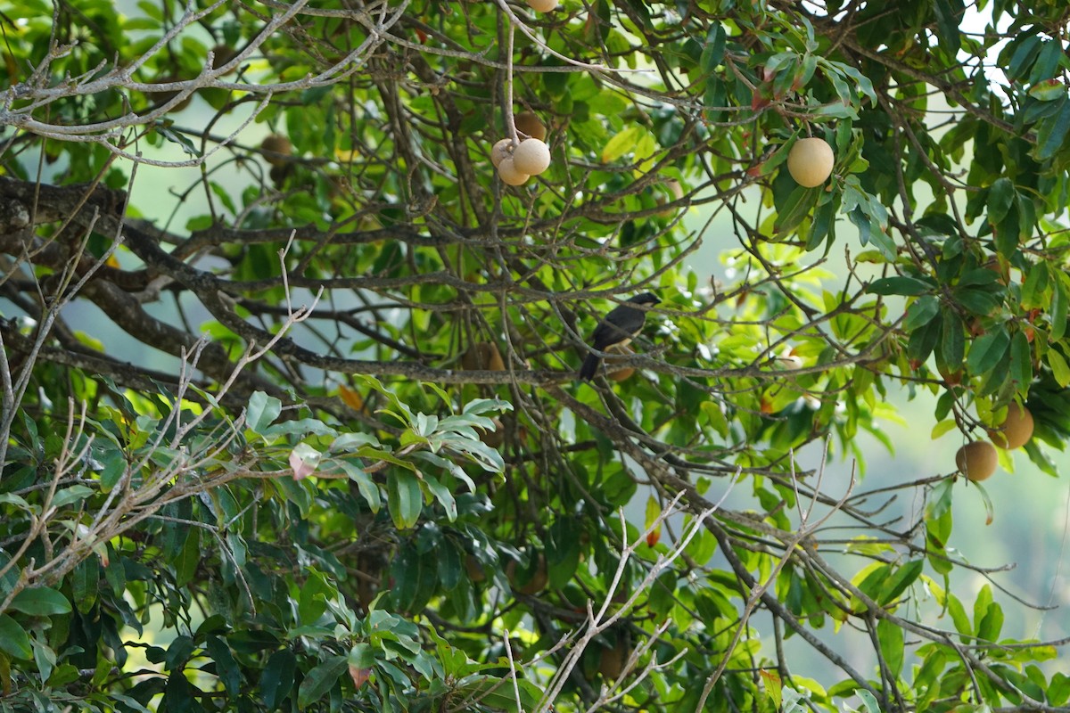 Lesson's Seedeater - ML631861946