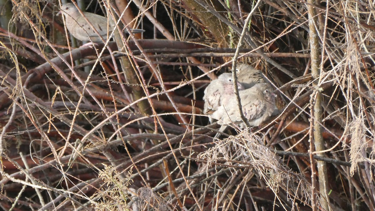 Common Ground Dove - ML631862011