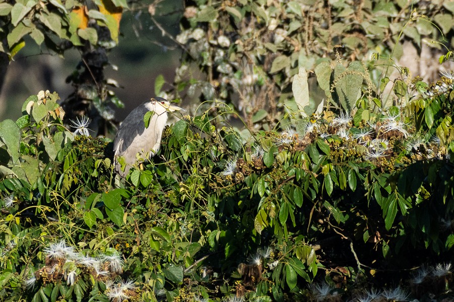 Black-crowned Night Heron - ML631862093