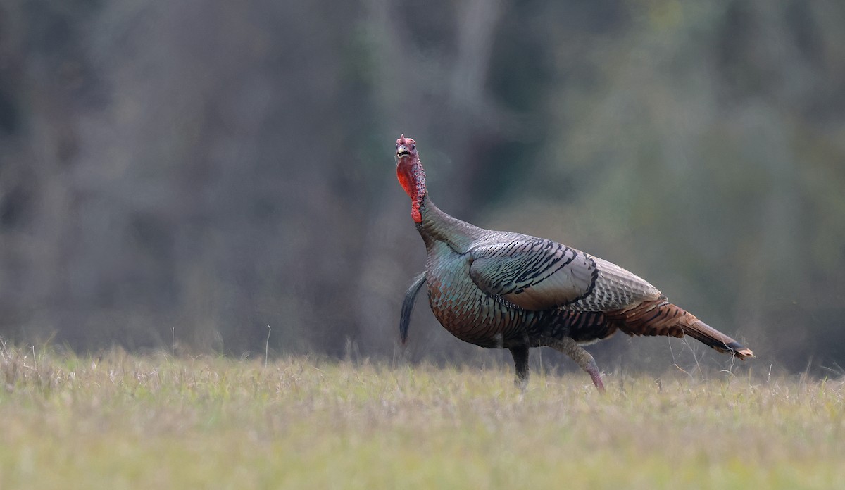 Wild Turkey - ML631862127