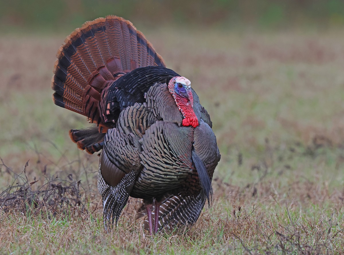 Wild Turkey - ML631862128