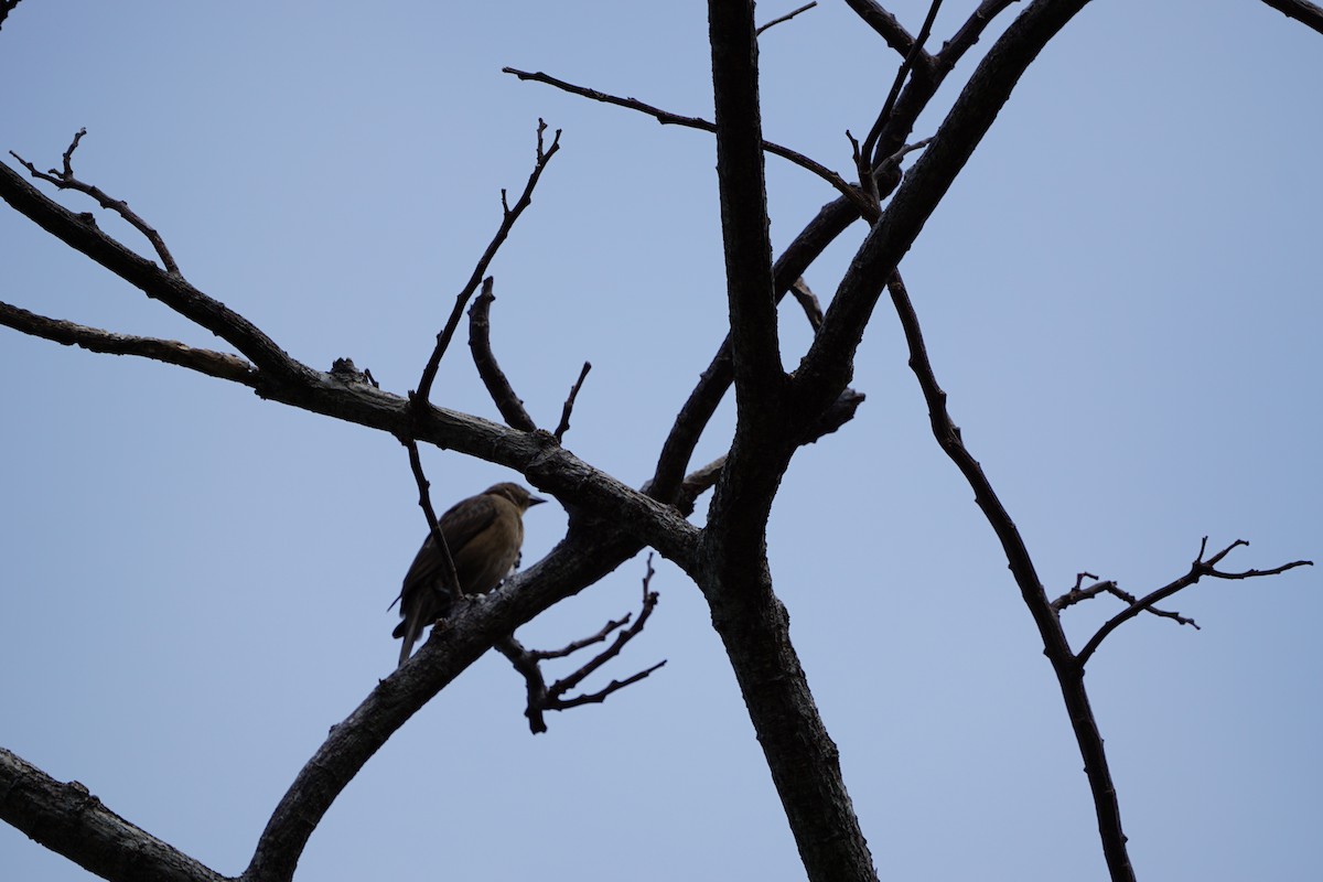 Shiny Cowbird - ML631862148