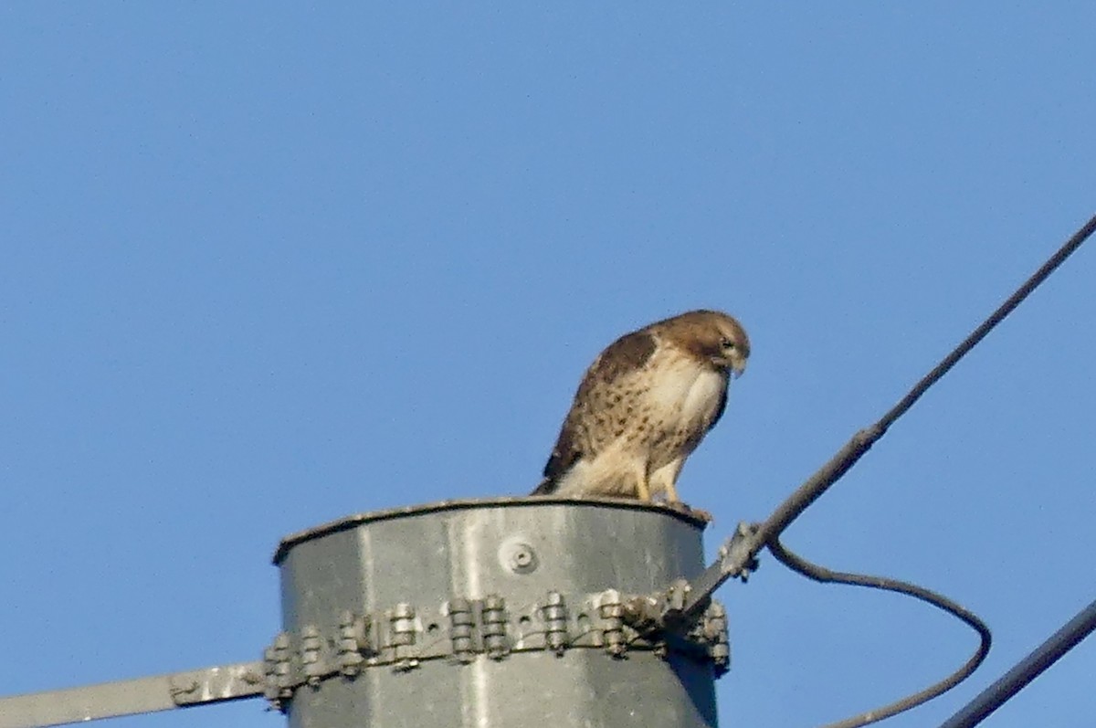 Red-tailed Hawk - ML631862155