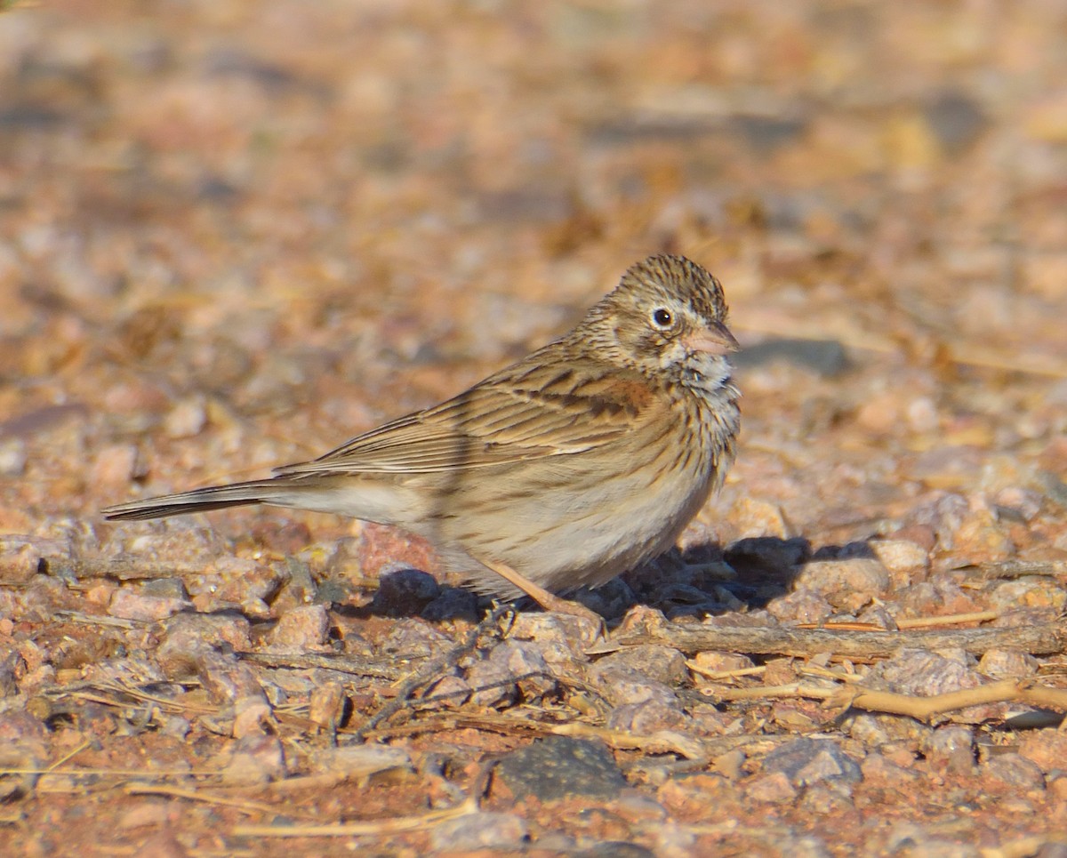 Vesper Sparrow - ML631862227