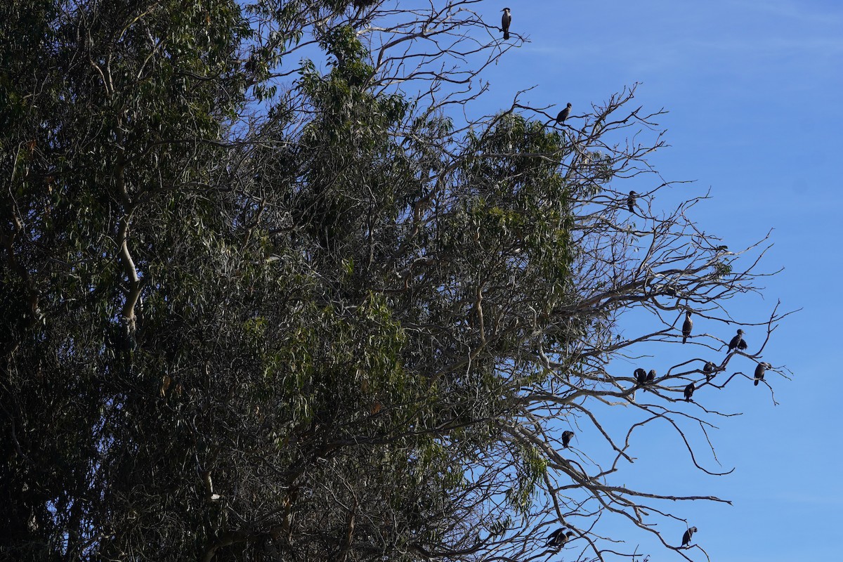 Double-crested Cormorant - ML631862243