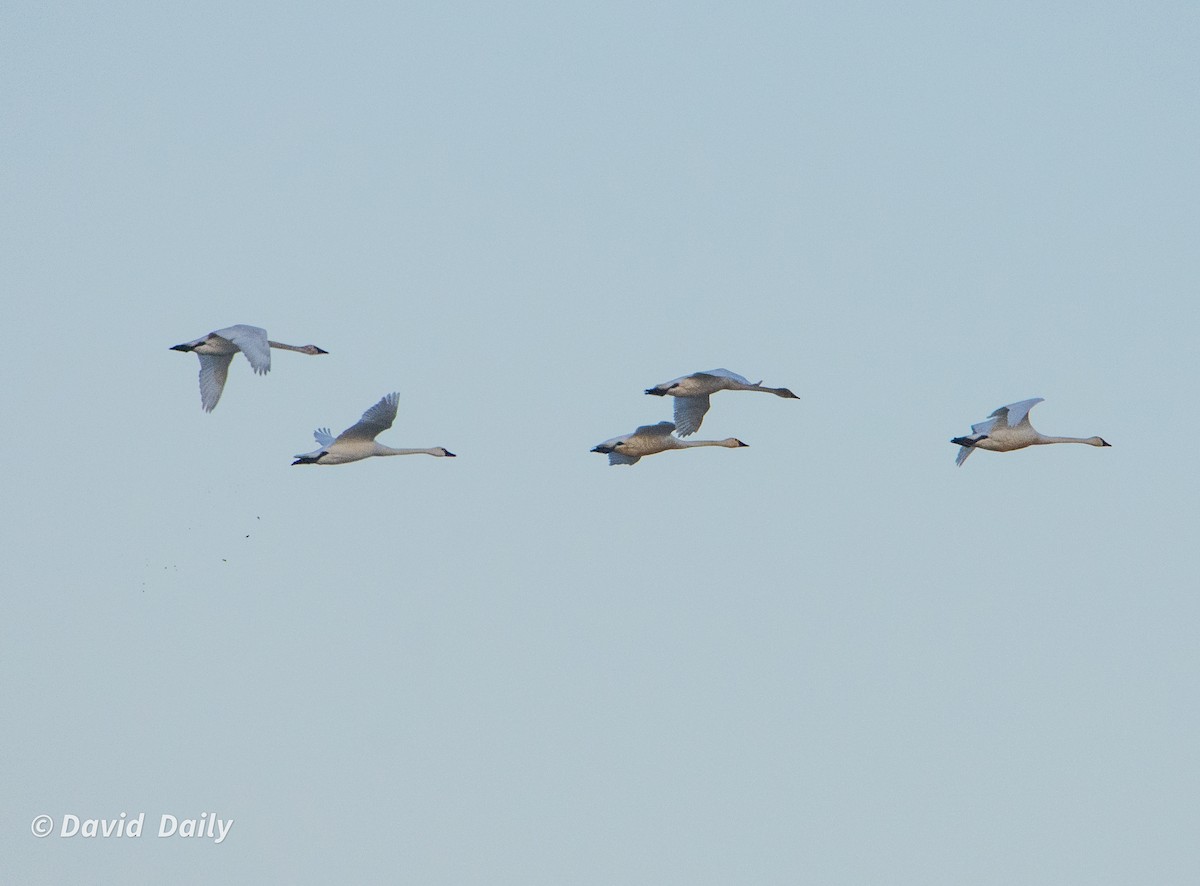 Tundra Swan - ML631862248