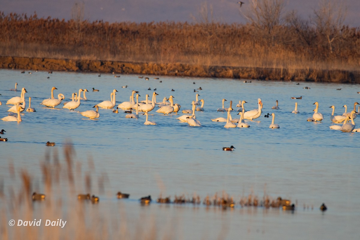 Tundra Swan - ML631862250