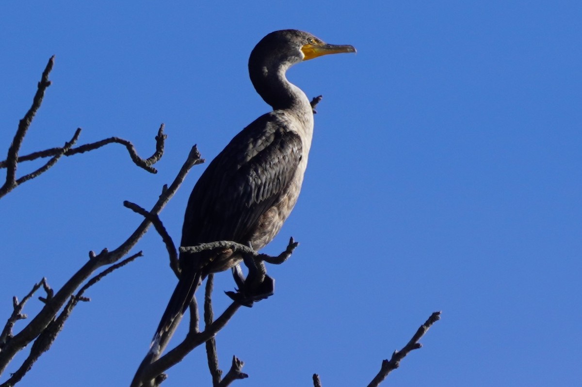 Double-crested Cormorant - ML631862254