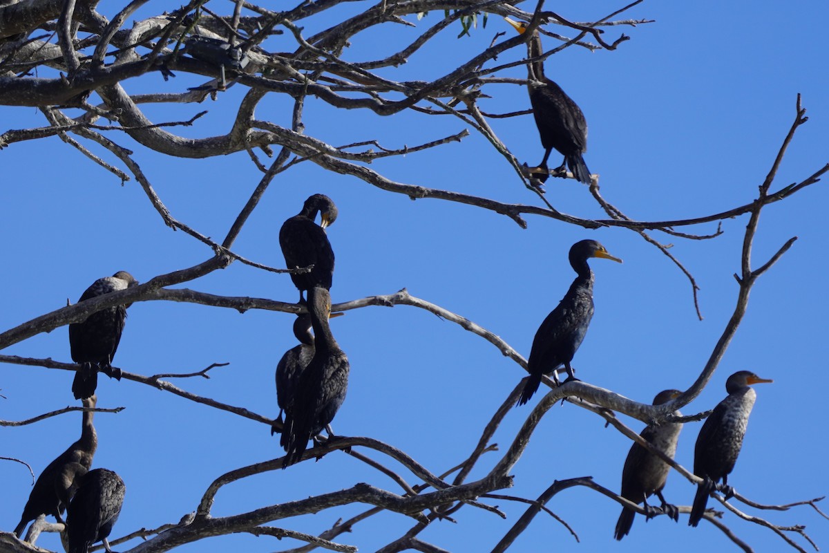 Double-crested Cormorant - ML631862256