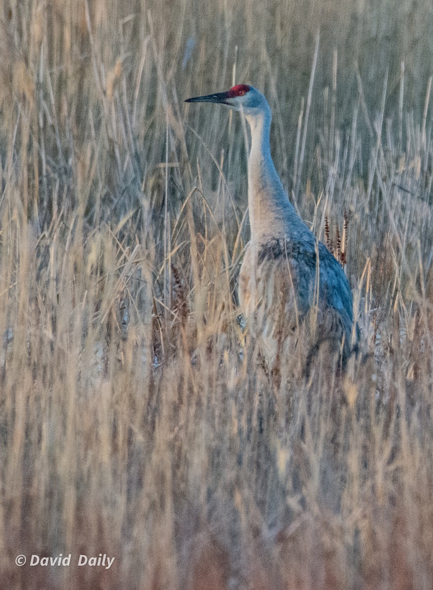 Sandhill Crane - ML631862257
