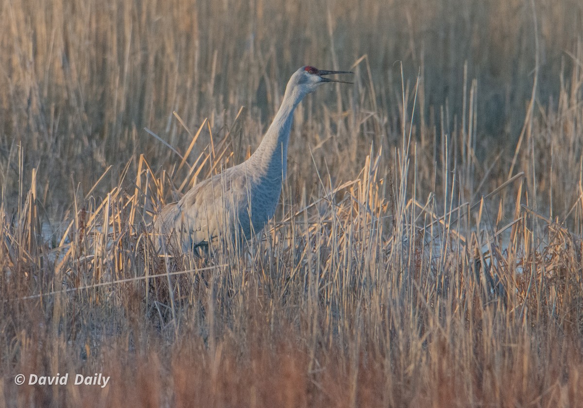 Sandhill Crane - ML631862258