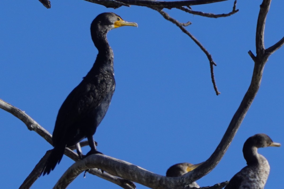 Double-crested Cormorant - ML631862265