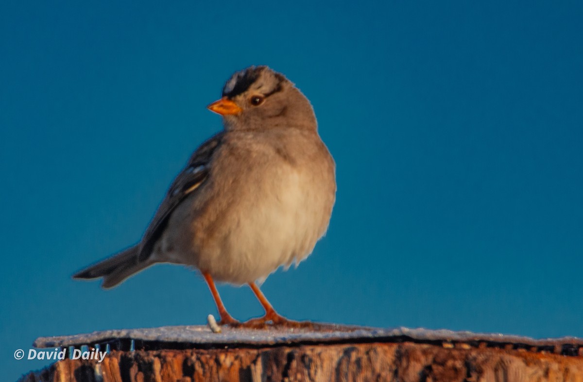 White-crowned Sparrow - ML631862268