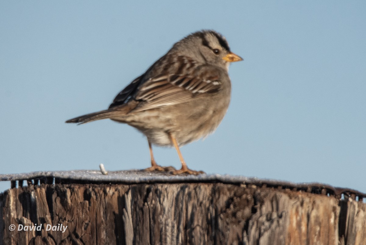 White-crowned Sparrow - ML631862269