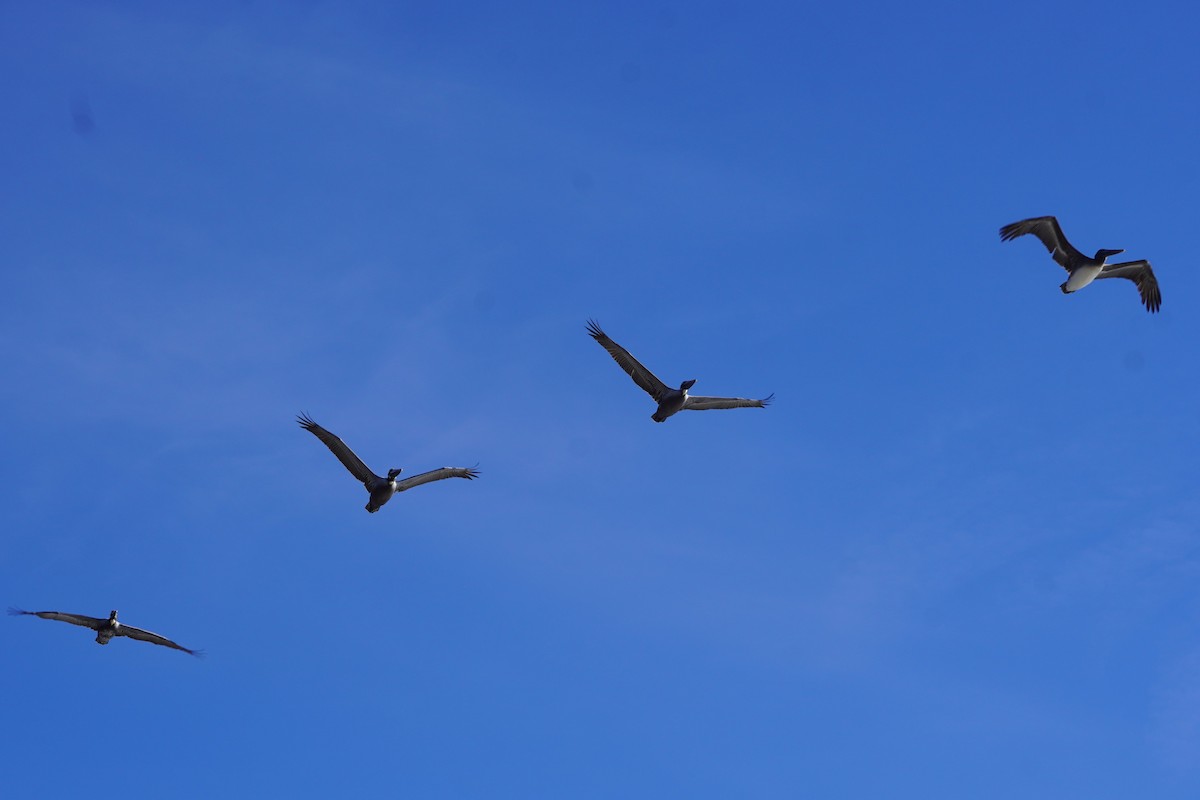 Brown Pelican - ML631862270