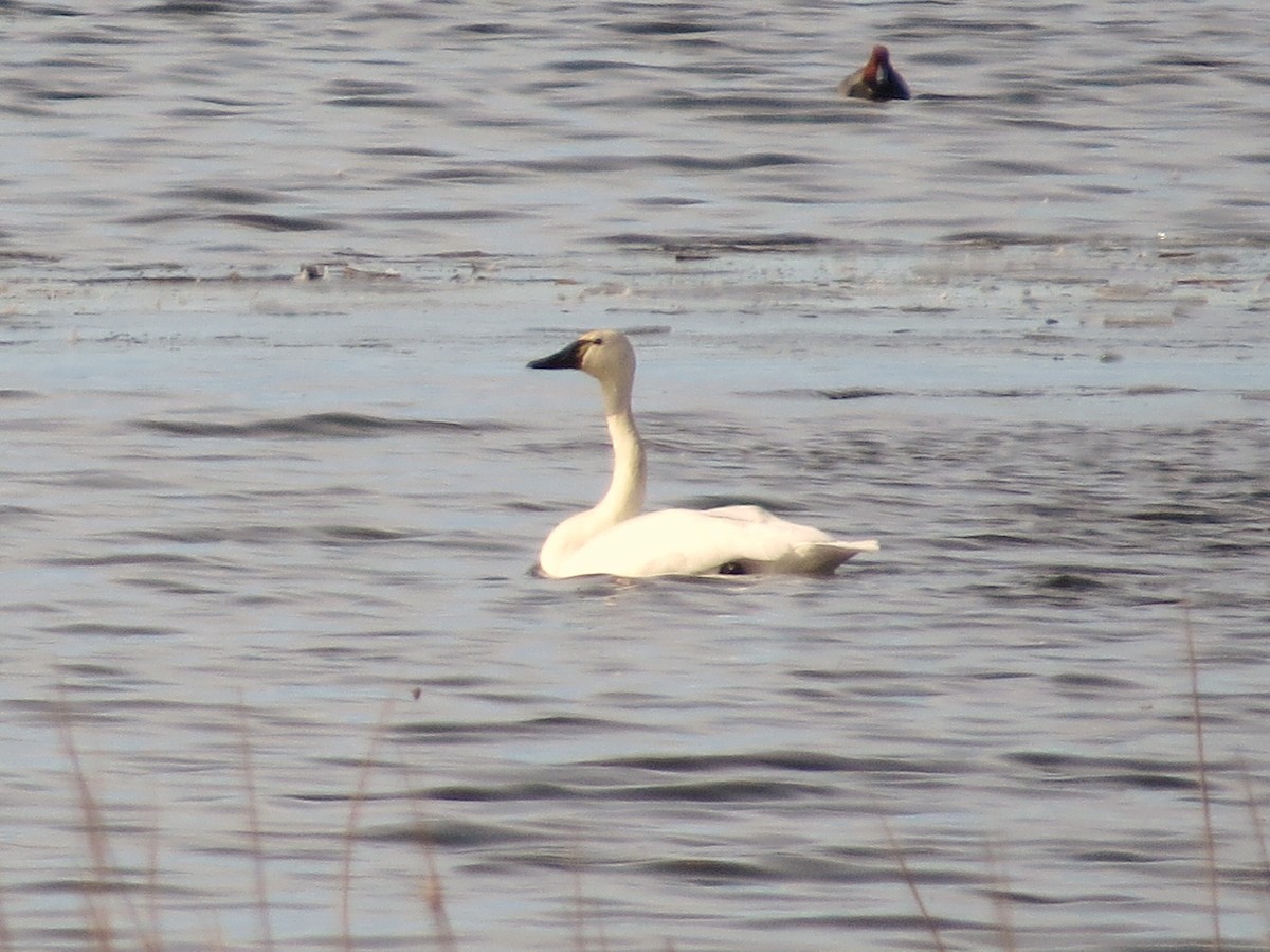 Tundra Swan - ML631862296