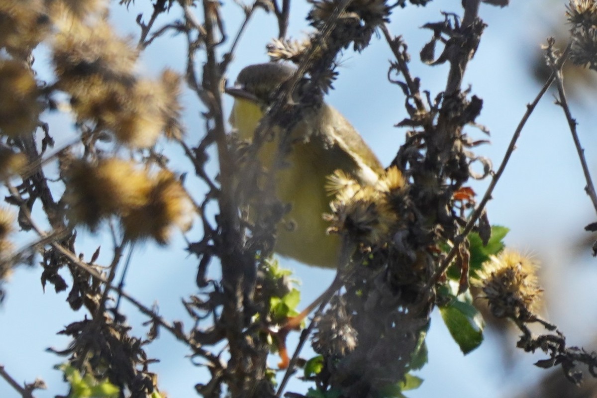 Common Yellowthroat - ML631862298