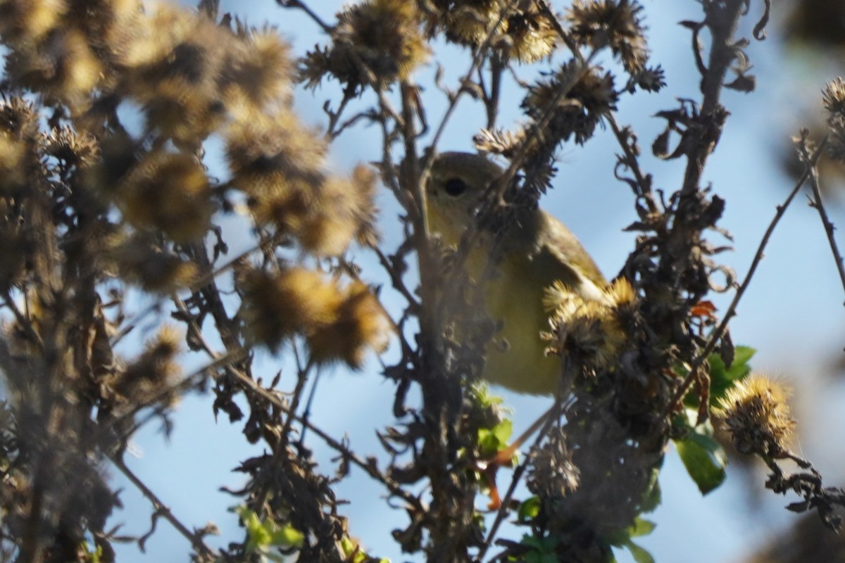Common Yellowthroat - ML631862303