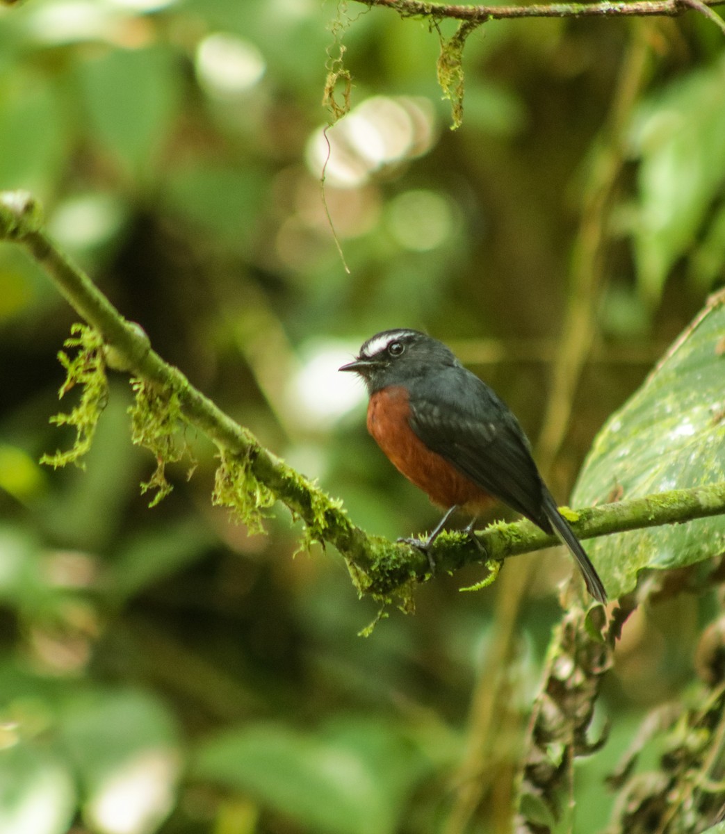 Chestnut-bellied Chat-Tyrant - ML631862344