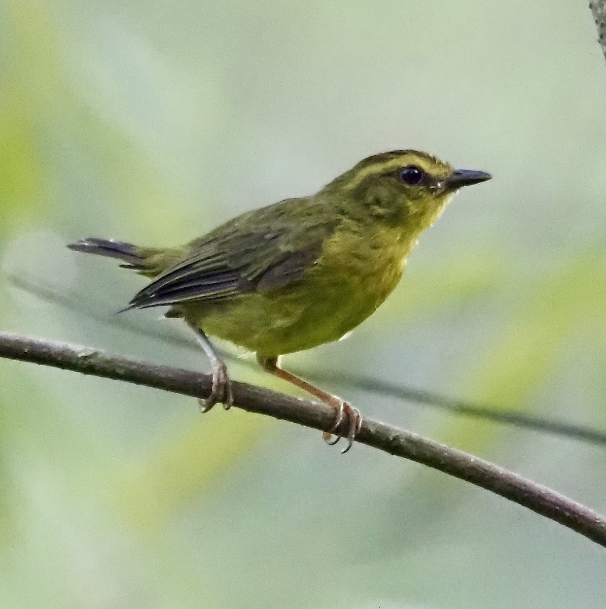 inkaparula - ML631862391